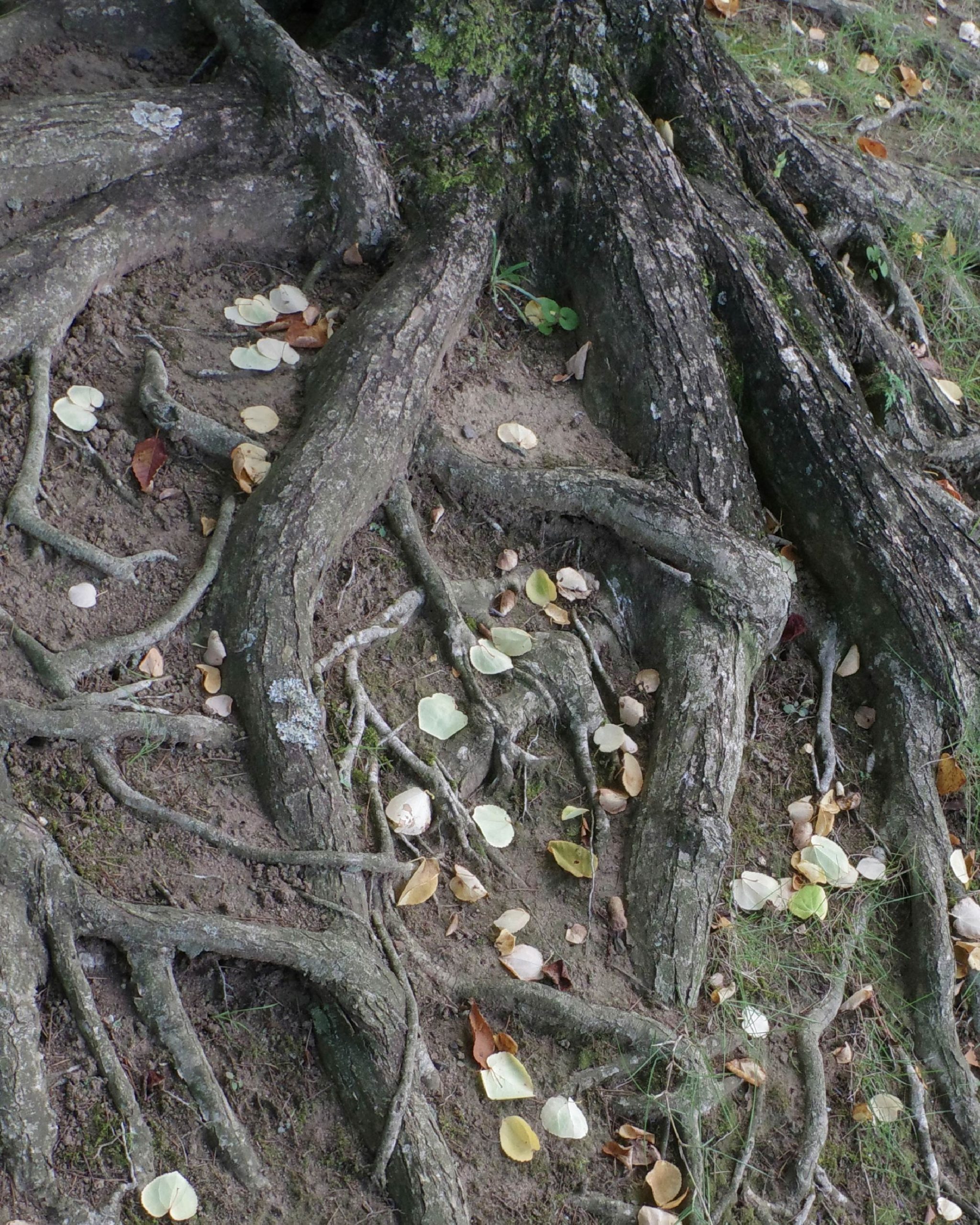 How Tree Roots Impact Your Plumbing